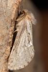 Korscheltellus lupulinus