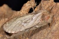 Korscheltellus lupulinus