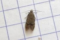 Teleiodes vulgella