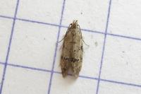 Teleiodes vulgella