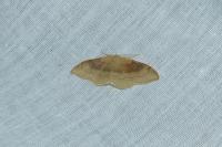 Idaea degeneraria
