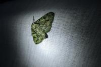 Cleorodes lichenaria