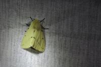 Spilarctia lutea