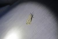 Spilosoma lubricipeda