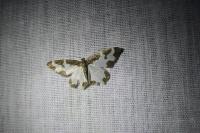 Lomaspilis marginata