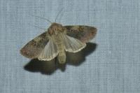 Agrotis puta