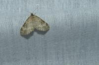 Pterapherapteryx sexalata