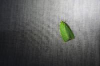 Tortrix viridana