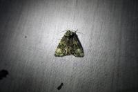 Craniophora ligustri