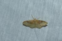 Idaea degeneraria