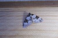Xanthorhoe fluctuata