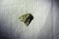 Acronicta rumicis