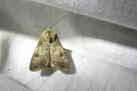 Agrotis puta