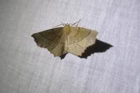 Gerinia honoraria