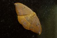 Watsonalla binaria/uncinula