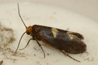 Incurvaria masculella