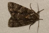 Acronicta rumicis