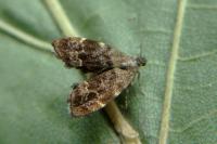 Anthophila fabriciana