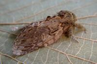 Peridea anceps