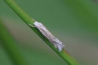 Elachista rufocinerea