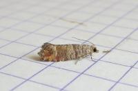 Clavigesta sylvestrana