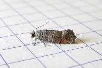 Clavigesta sylvestrana