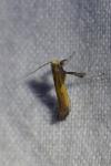 Caloptilia azaleella
