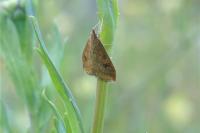 Udea ferrugalis