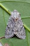 Acronicta aceris