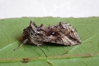 Trichoplusia ni