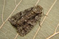 Acronicta rumicis