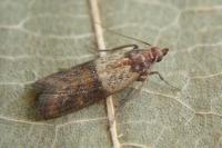 Plodia interpunctella