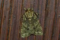 Acronicta rumicis