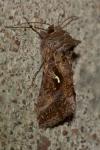 Autographa gamma