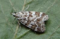 Scoparia