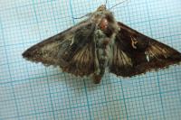 Autographa gamma