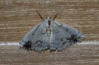 Lomographa temerata