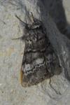 Drymonia ruficornis