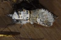 Furcula furcula