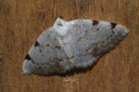 Lomographa bimaculata