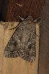 Anarta trifolii