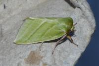 Pseudoips prasinanus
