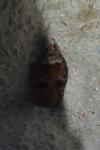 Agonopterix purpurea