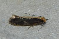Monopis crocicapitella