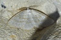 Cabera exanthemata