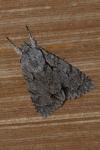 Acronicta psi/tridens
