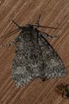 Acronicta megacephala