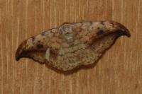 Drepana falcataria