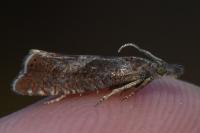 Dichrorampha acuminatana