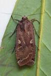 Noctua pronuba